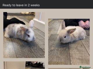 Mixed Breed rabbits Mini lop X lion head bunnies - Advert 2