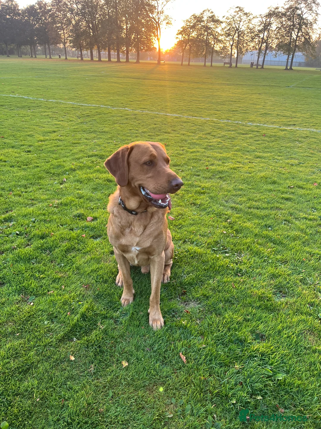 Labrador Retriever dogs for stud: Fox Red Labrador - Advert 3