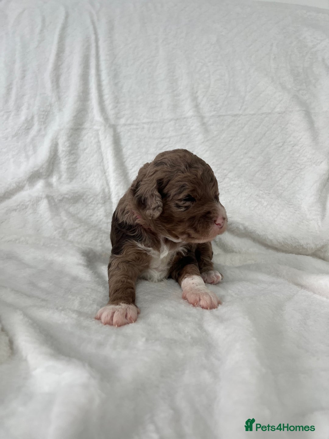 Goldendoodle dogs for sale: Beautiful litter of Goldendoodles  - Image 31