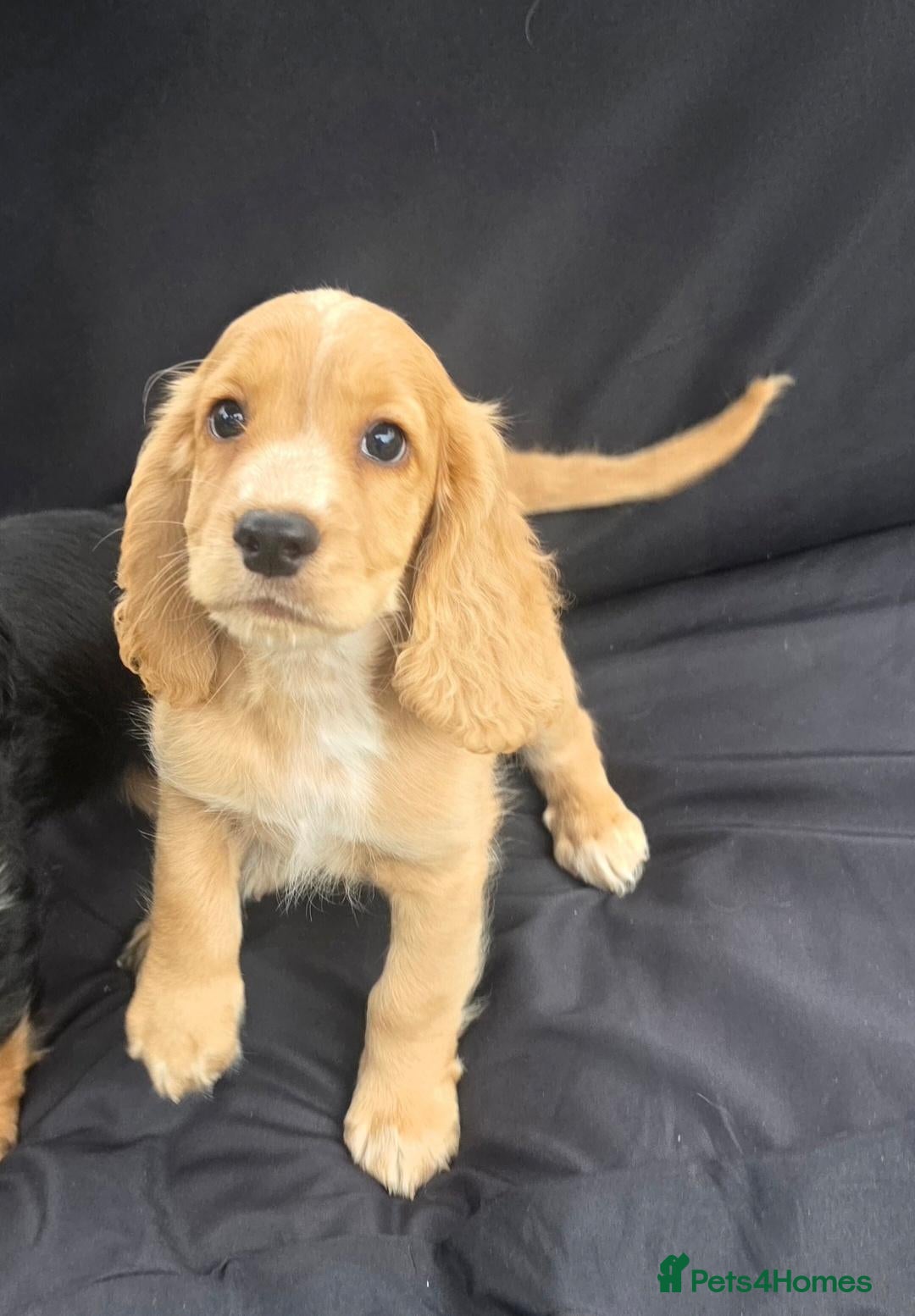 Cocker Spaniel dogs KC Reg health tested working cocker spaniel pups  - Advert 1