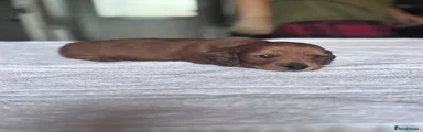 Miniature Dachshund 1