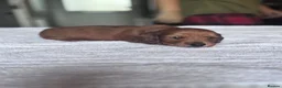 Miniature Dachshund dogs for sale: Beautiful long hairs mini dachunds  - Advert 10