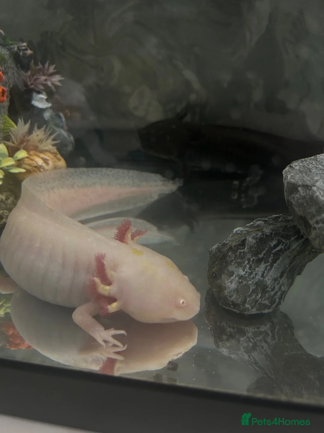 Axolotl reptiles for sale: 2 axolotls available male and female  - Advert 2