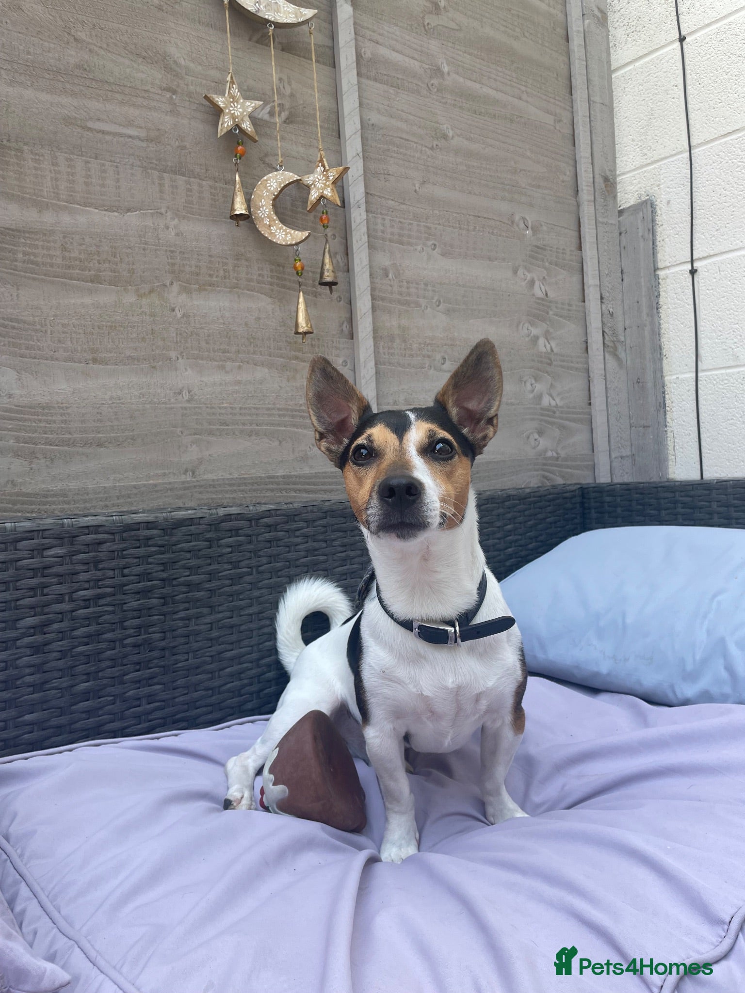 Jack Russell dogs Tri-coloured Jack Russell - For Stud - Zuko - Advert 2