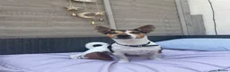 Jack Russell dogs for stud: Tri-coloured Jack Russell - For Stud - Zuko - Advert 1