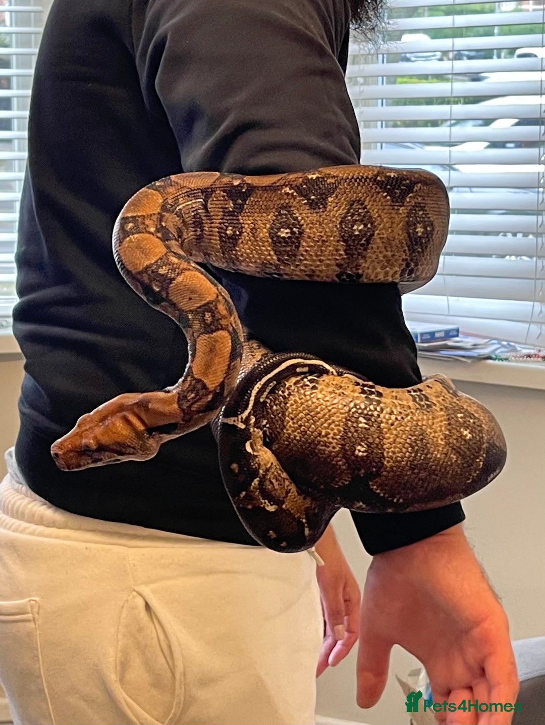 Boa Snake reptiles for sale: Baby Boa Constrictor  - Image 16
