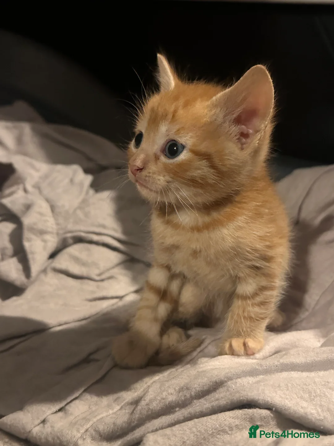 Mixed Breed cats for sale: Mixed Breed Litter - Advert 5