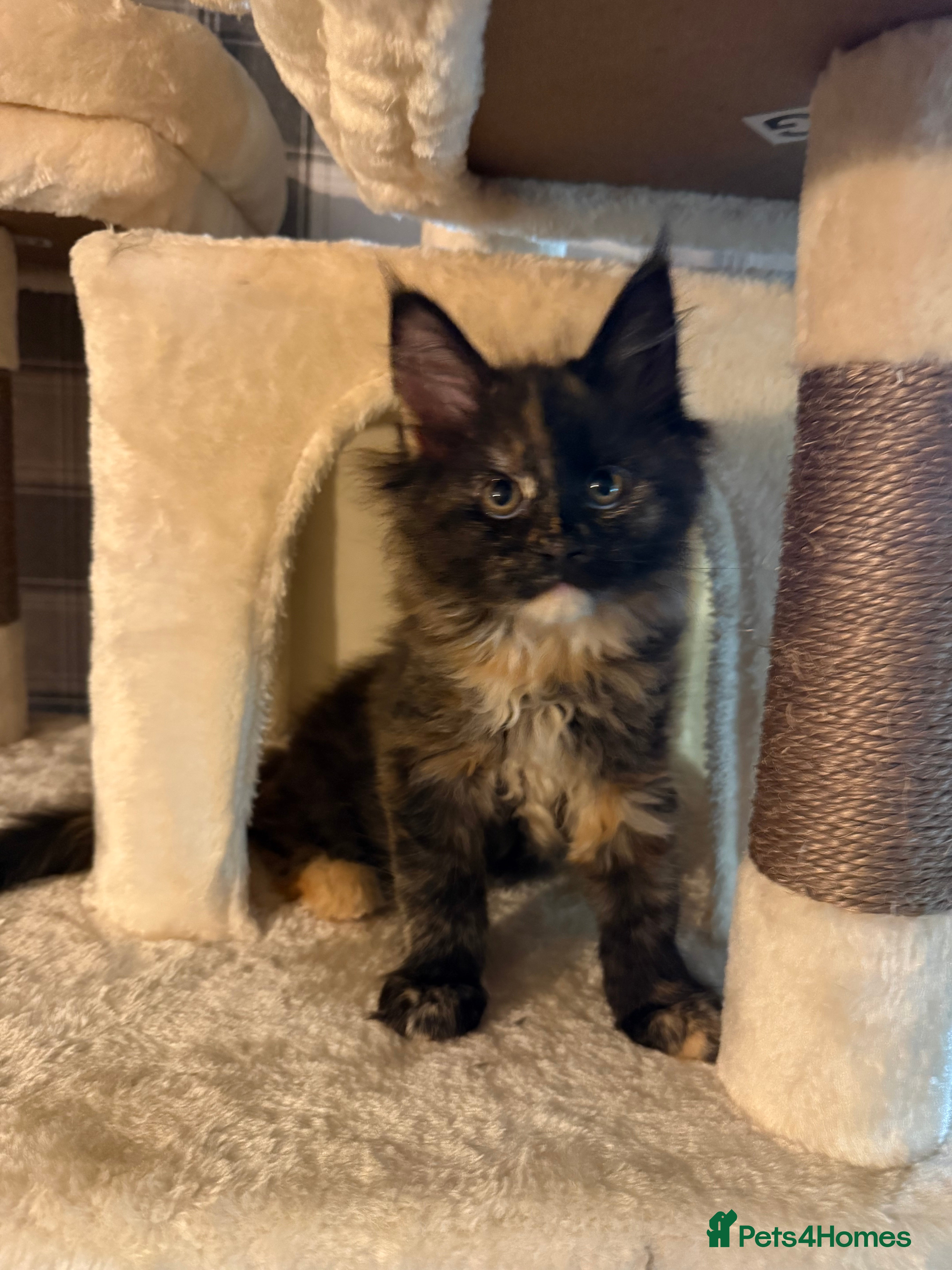 Maine Coon cats Beautiful Maine Coon Kittens - Advert 14