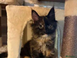 Maine Coon cats Beautiful Maine Coon Kittens - Advert 14