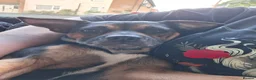 Mixed Breed dogs for sale: Looking for forever home in Crewe - Advert 5