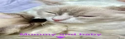 Ragdoll cats for sale: Socialised Baby Ragdoll Kittens ready now  - Advert 27