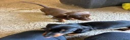 Dachshund dogs for sale: Daschund Puppies in Bridgwater - Advert 5