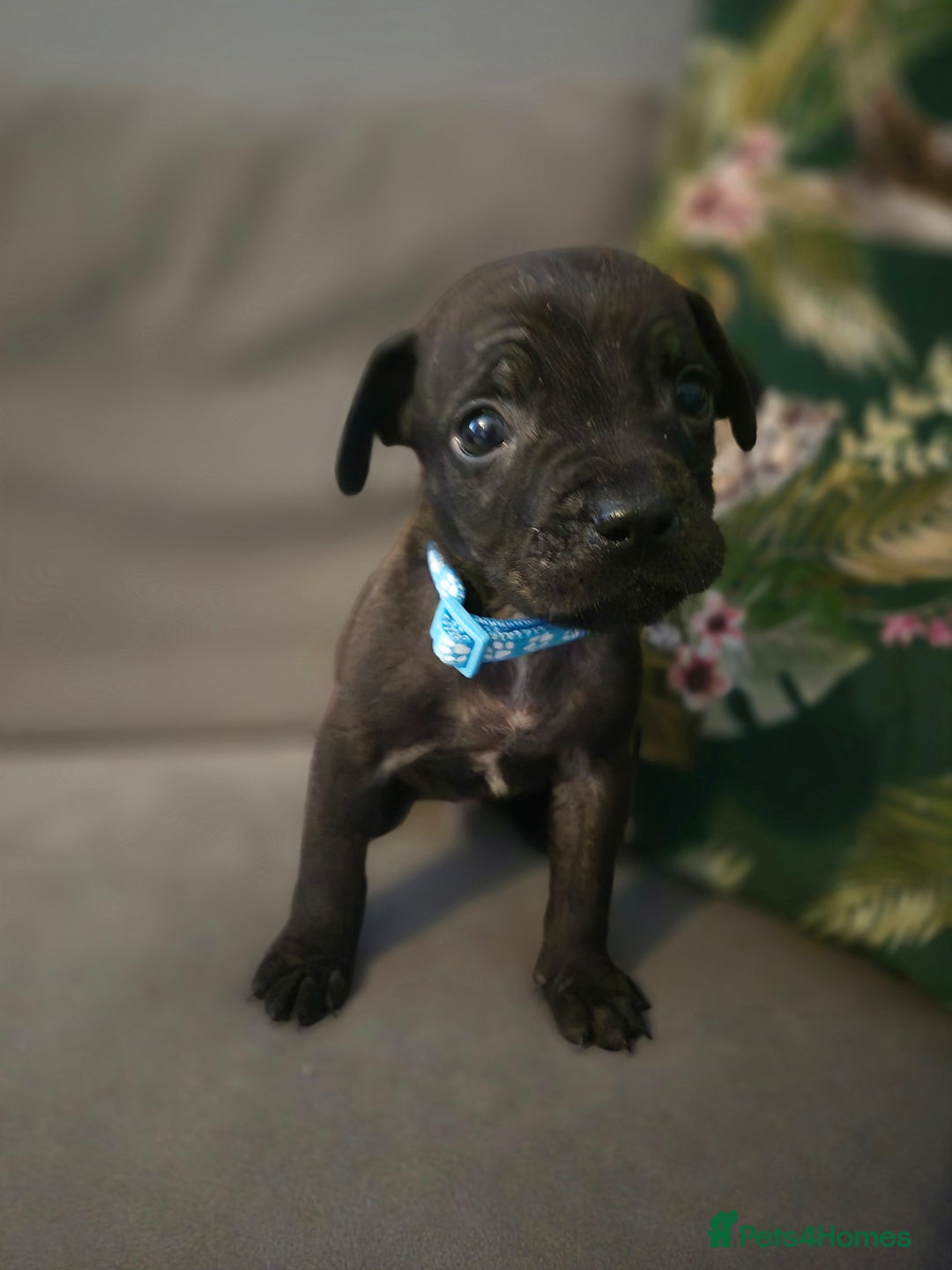 Mixed Breed dogs for sale: Mum-STAFF DAD-CANECORSO - Advert 17