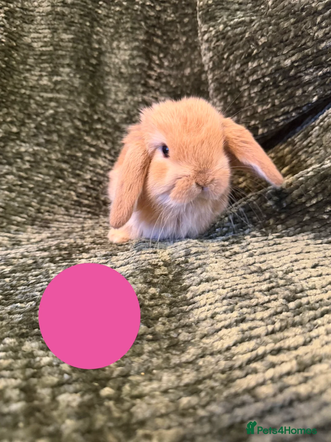 Mini Lop rabbits for sale: Mini Lop crossed Lion Lop Bunnies  - Advert 12