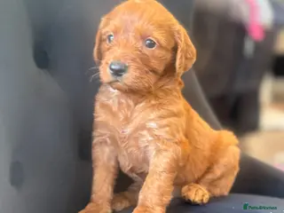 Labradoodle dogs Mini labradoodle excessively health tested. F1 - Advert 15