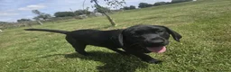 Labrador Retriever dogs for sale: LABRADOR RETRIEVER–HEALTH TESTED, FULLY VACCINATED - Advert 30