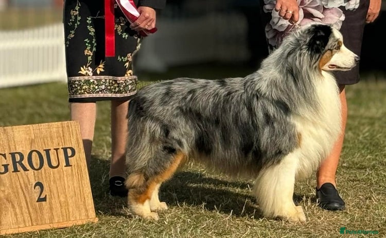 Australian Shepherd dogs - Advert 1