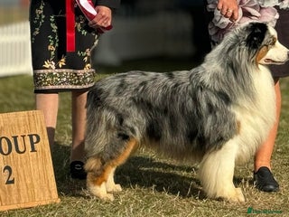 Australian Shepherd dogs - Advert 1