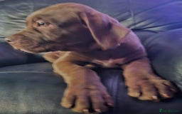 Mastiff dogs for sale: Mastiff Hybrids  - Image 30