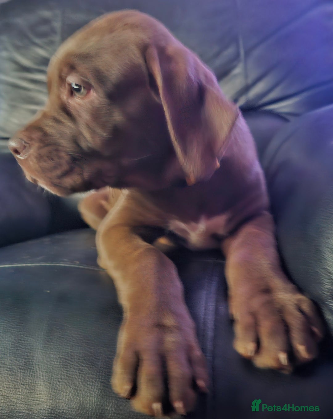 Mastiff dogs for sale: Mastiff Hybrids  - Image 30