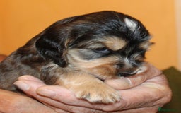 Cocker Spaniel dogs for sale: KC registered Cocker Spaniel puppies - Image 3