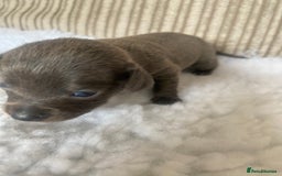 Mixed Breed dogs for sale: Tiny chiweenie puppy’s  - Image 15