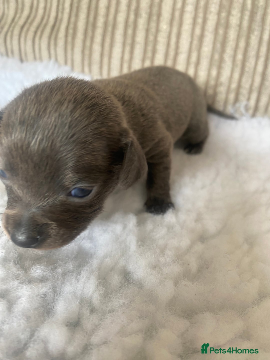 Mixed Breed dogs for sale: Tiny chiweenie puppy’s  - Image 15