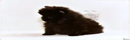 Pomeranian dogs for sale: MINIATURE POMERANIAN PUPPIES - Advert 7