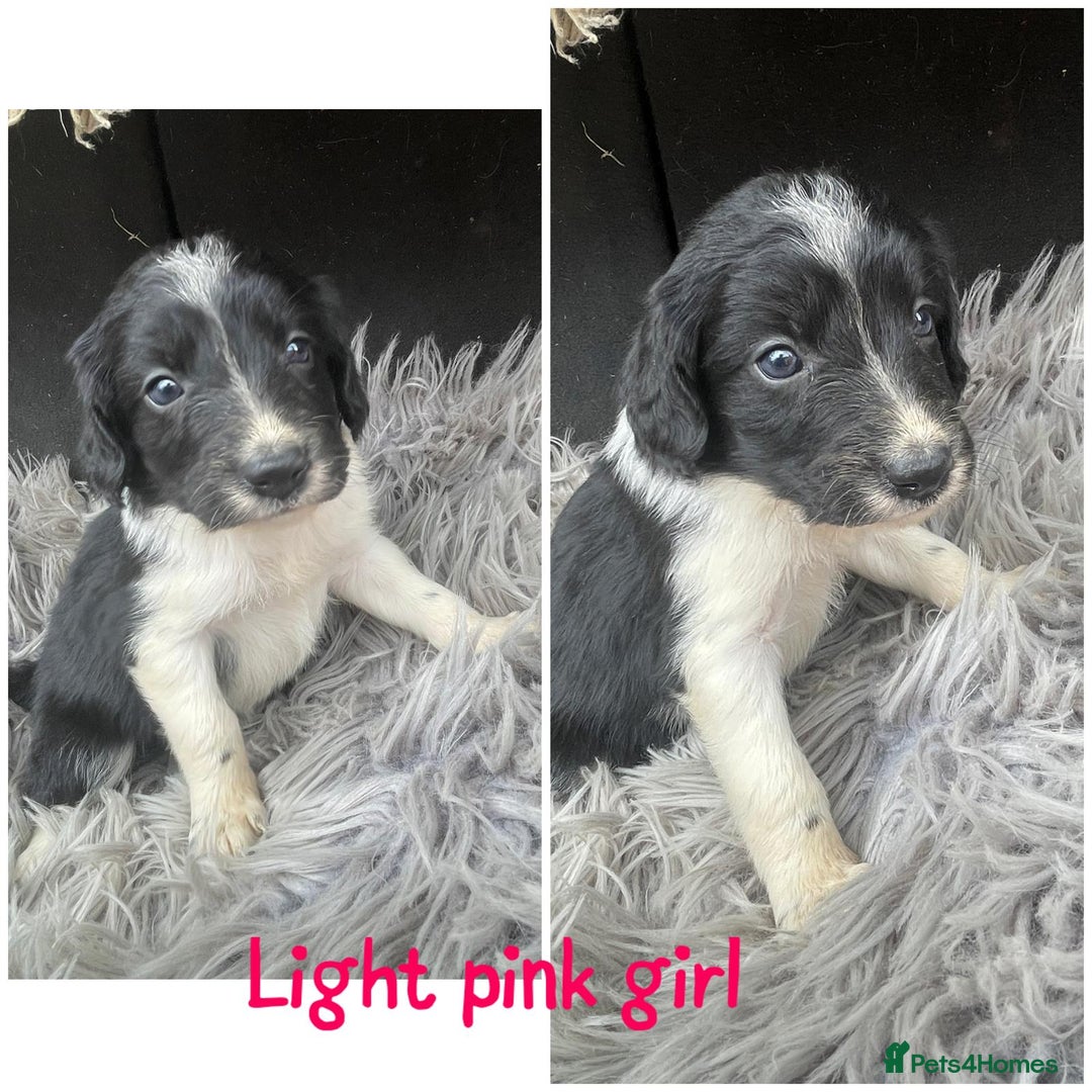 Sprollie dogs for sale: 🩶Beautiful Sprollie Puppies🩶 - Image 10