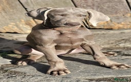 Pointer dogs for sale: 2 KC Registered Pointer Puppies - Image 7