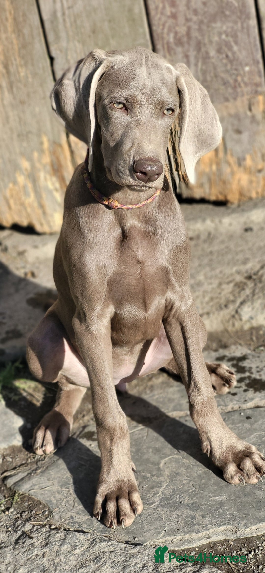 Pointer dogs for sale: 2 KC Registered Pointer Puppies - Image 7