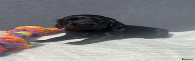 Cocker Spaniel 7