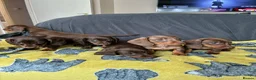 Miniature Dachshund dogs for sale: 6 gorgeous M Dachshunds in Bolton - Advert 4
