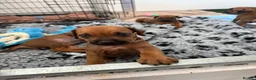 Rhodesian Ridgeback dogs for sale: Rhodesian Ridgeback Puppies born 21st June 2026 - Advert 7
