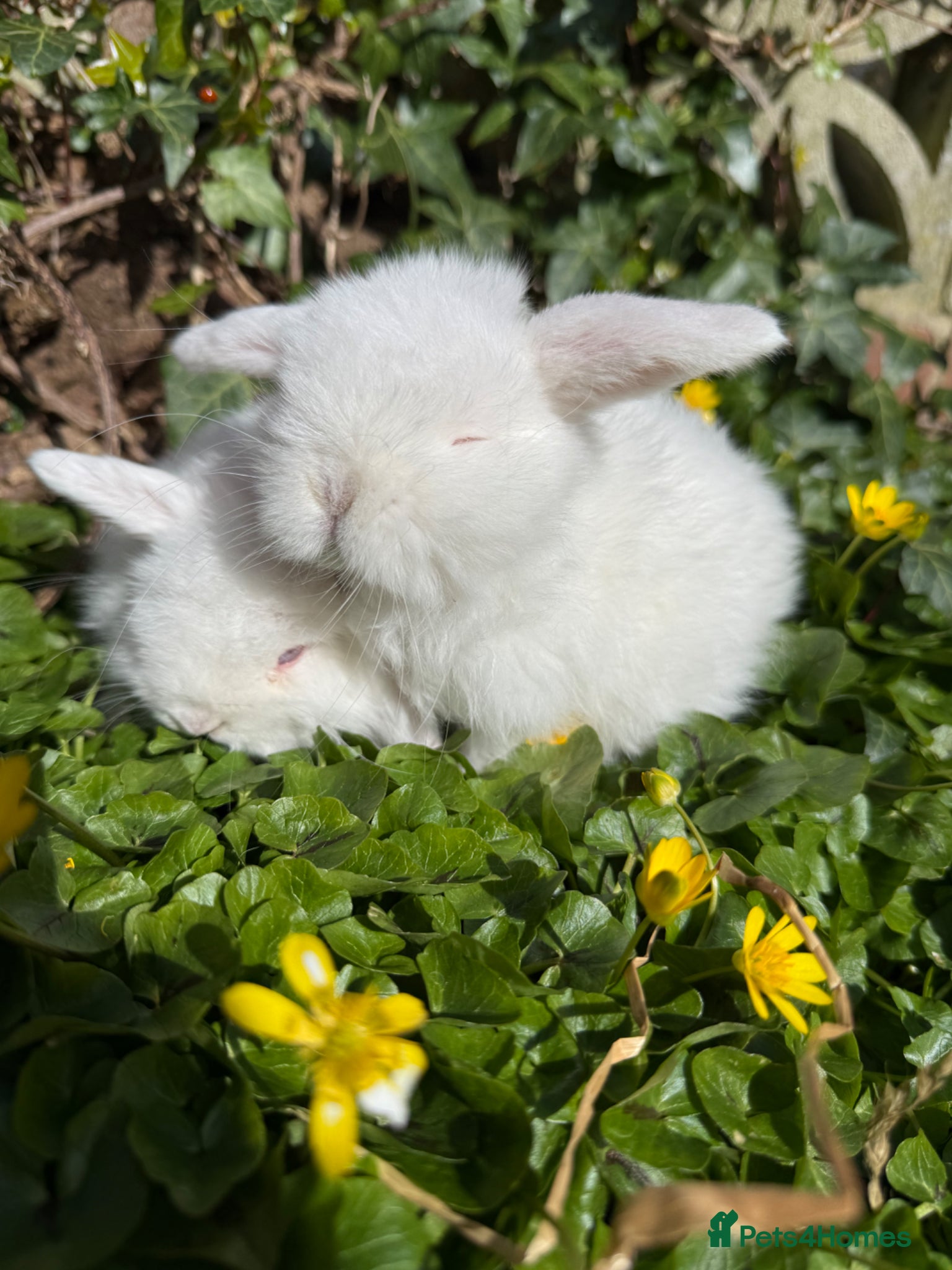 Mini Lop rabbits for sale: Top quality pedigree mini lops  - Advert 1