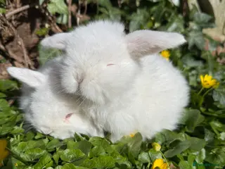 Mini Lop rabbits for sale: Top quality pedigree mini lops - Advert 1
