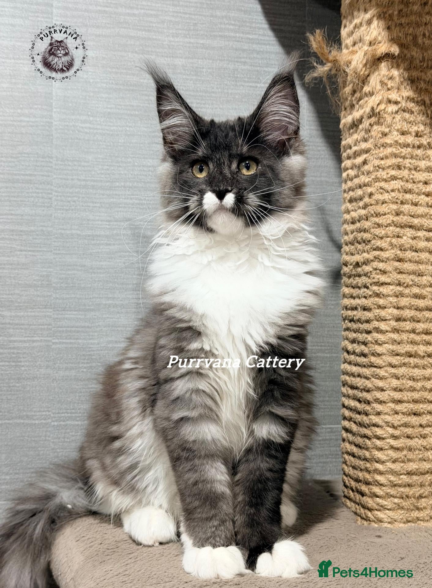 Maine Coon cats TICA registered Maine coon kittens READY NOW - Advert 2