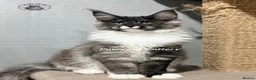Maine Coon cats for sale: TICA registered Maine coon kittens READY NOW - Advert 2