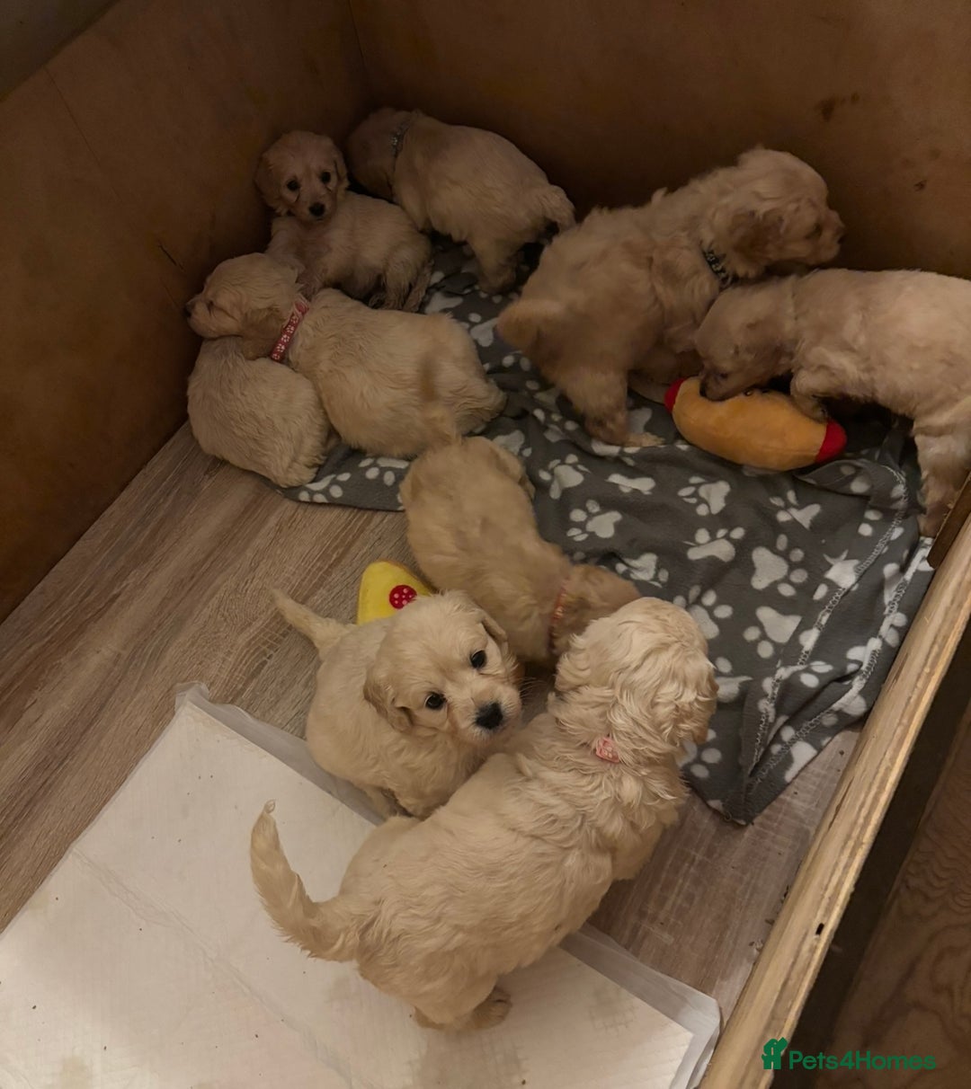 Mini Goldendoodle dogs for sale: 10 beautiful Miniature F1 GoldenDoodle puppies - Advert 15