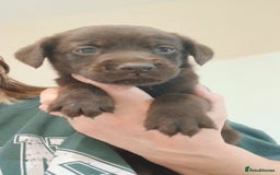 Labrador Retriever dogs for sale: **HEALTH TESTED LABRADOR PUPPIES** - Image 3