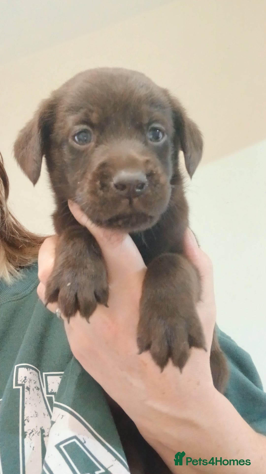 Labrador Retriever dogs for sale: **HEALTH TESTED LABRADOR PUPPIES** - Image 3