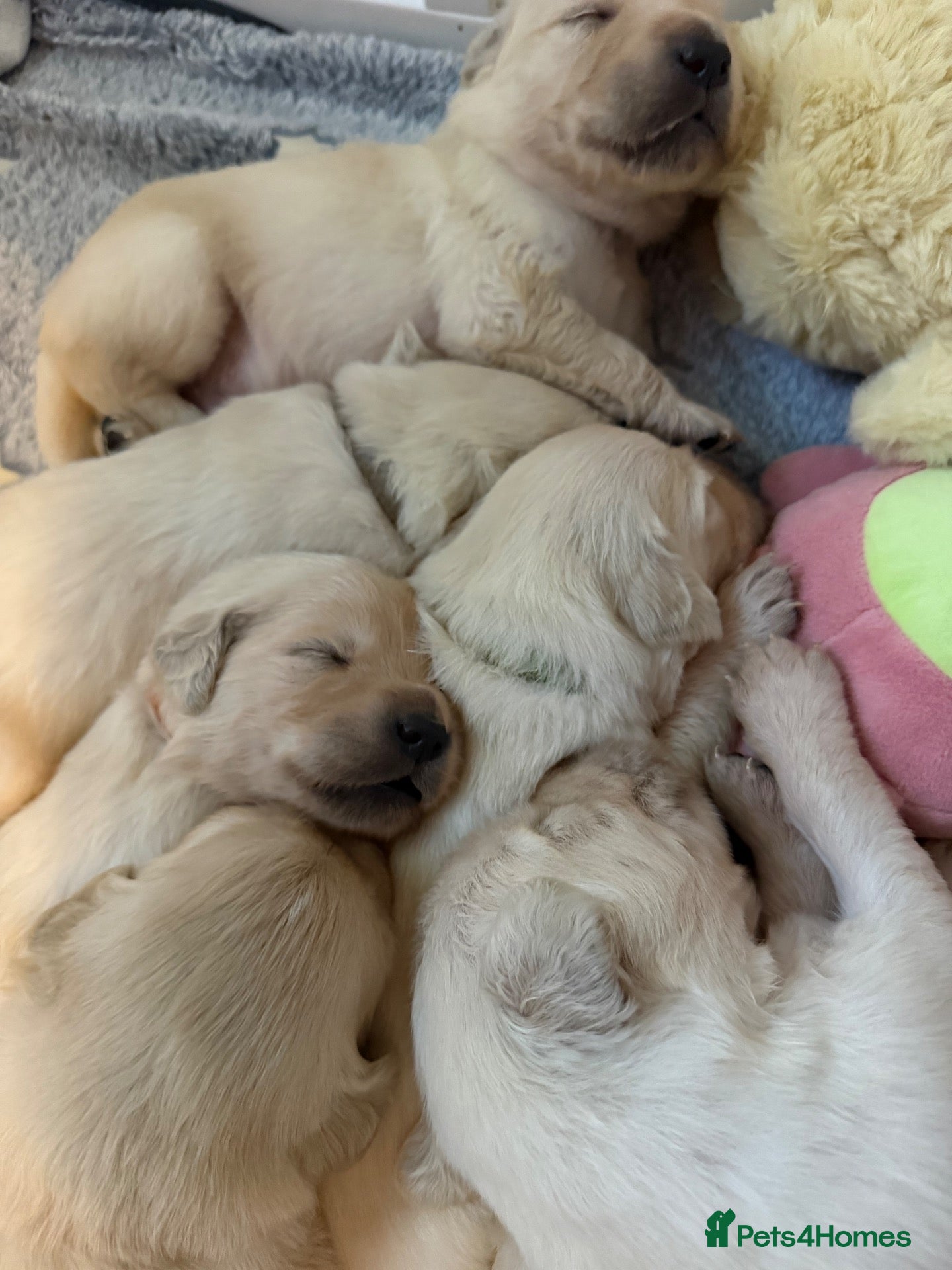 Golden Retriever dogs Hallie’s beautiful golden retriever pups  - Advert 5