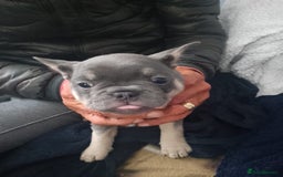 French Bulldog dogs for sale: Adorable Frenchie Puppies - Image 4