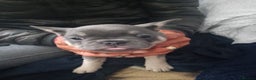 French Bulldog dogs for sale: Adorable Frenchie Puppies - Advert 9