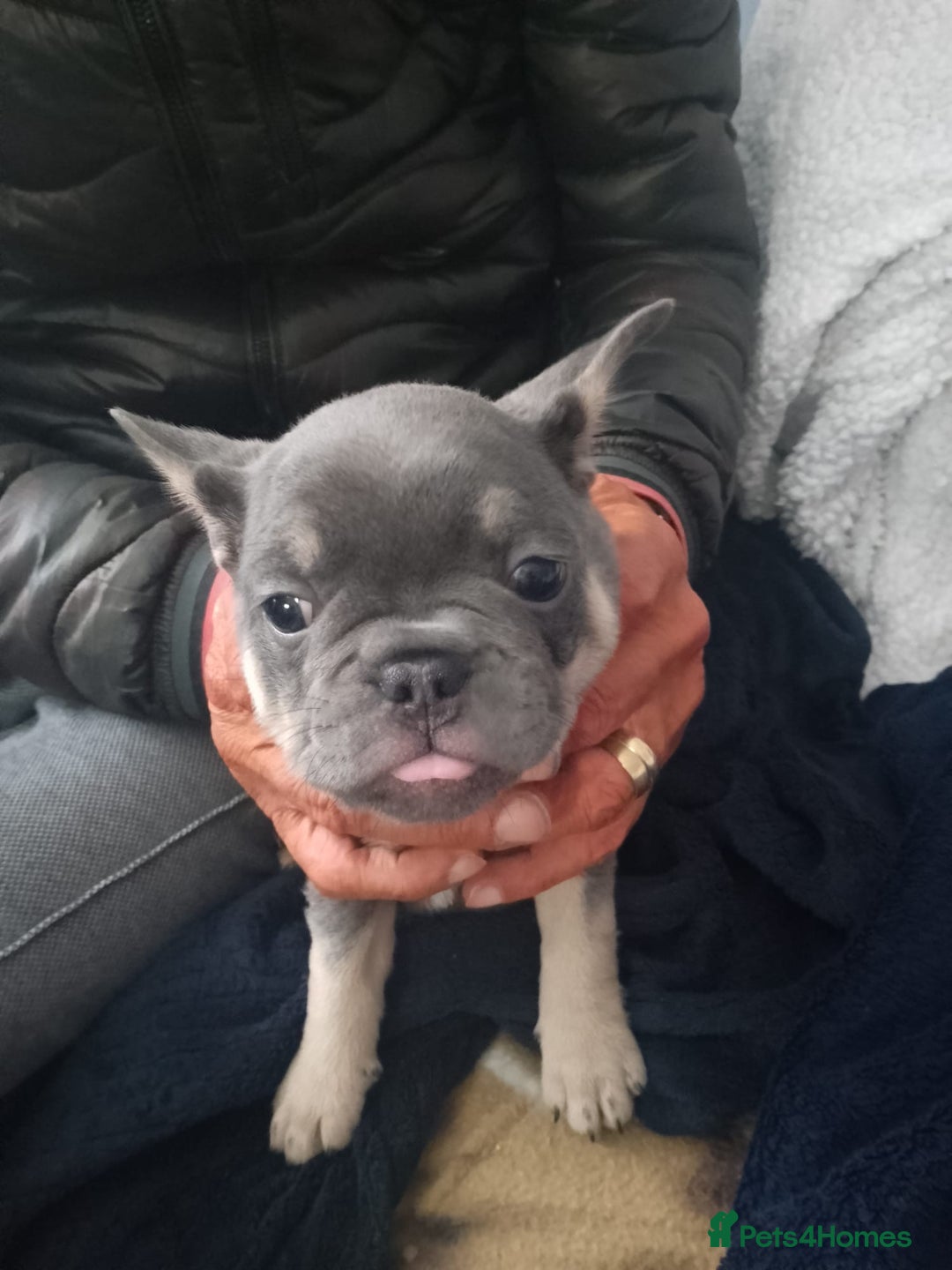 French Bulldog dogs for sale: Adorable Frenchie Puppies - Image 4
