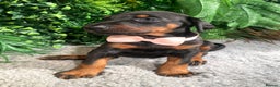 Dobermann dogs for sale: KC REG HEALTH TESTED EUROPEAN DOBERMAN : REDUCED! - Advert 29