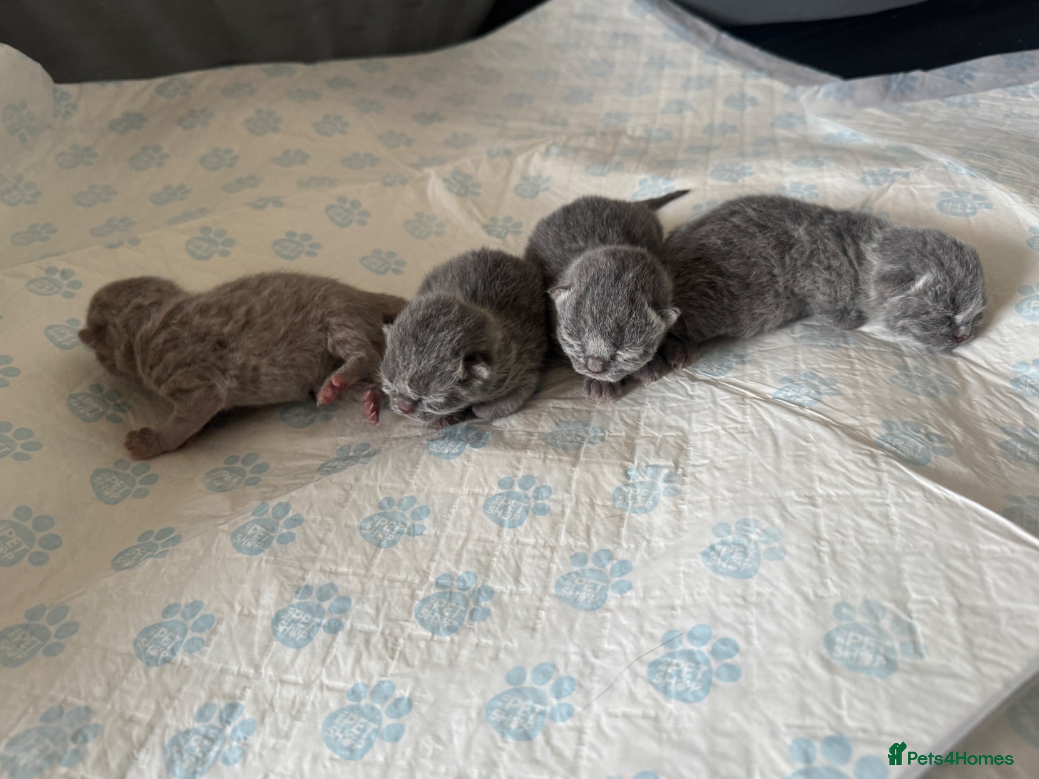 British Shorthair cats for sale: Beautiful British shorthair kittens  - Advert 18