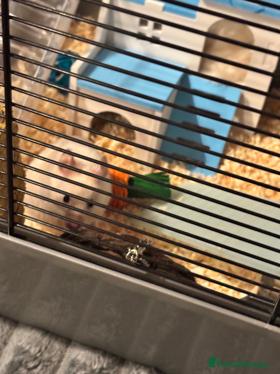 Hamster rodents for sale: Hamster & Full set up - Advert 4