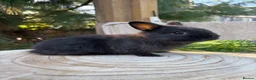 Netherland Dwarf rabbits for sale: Adorable friendly pure bred nethies  - Advert 4