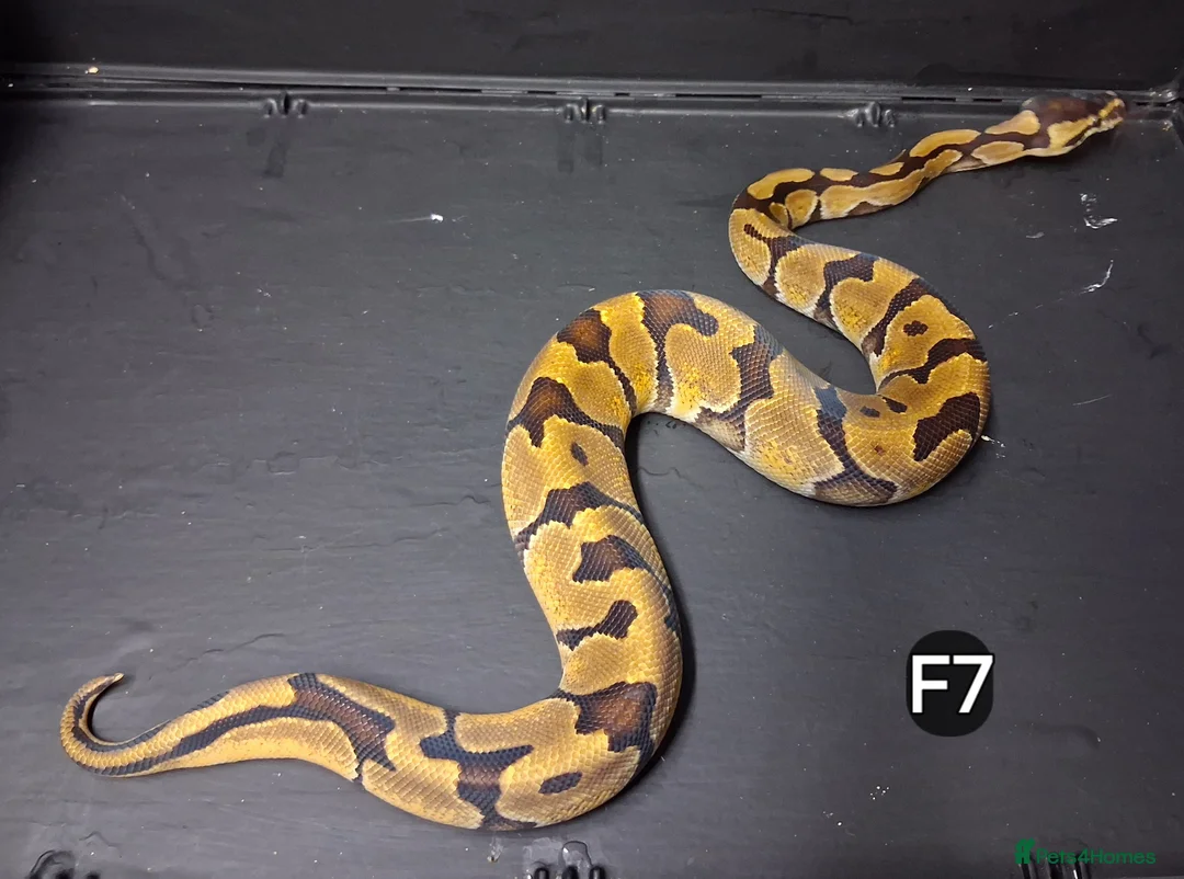 Python Snake reptiles for sale: Royal Pythons Male and Females  - Advert 2